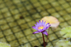 夏の光、紫の煌めき