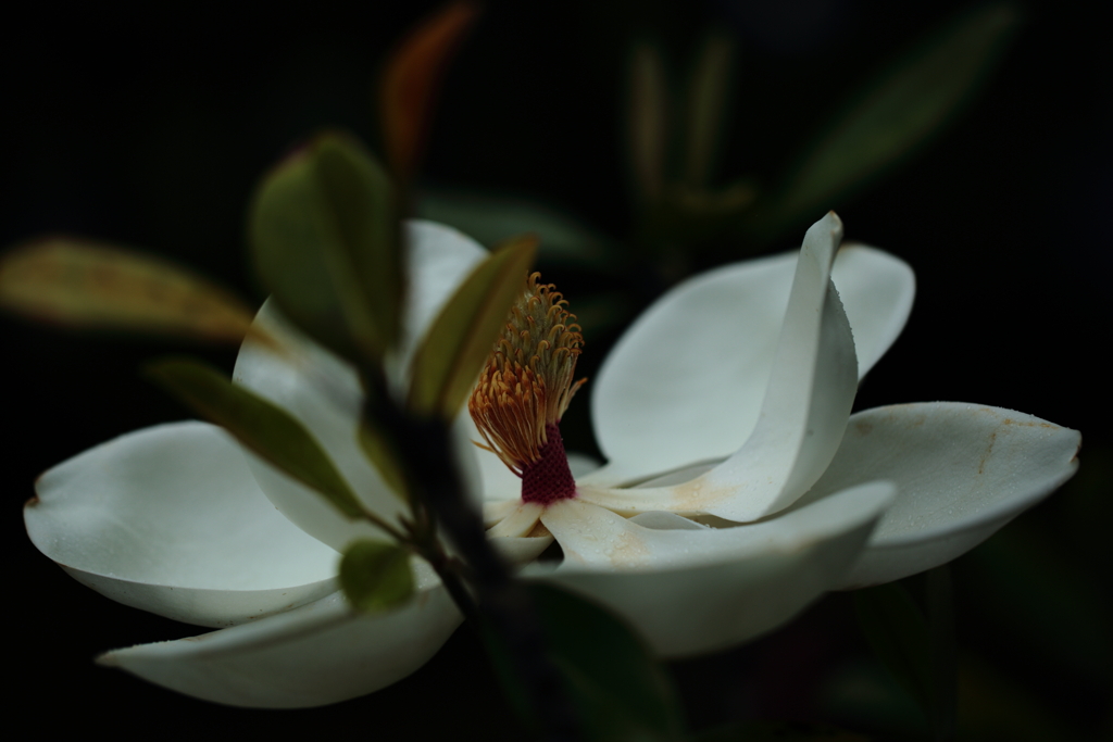 白磁のような泰山木の花