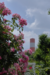 薔薇を食べようとしている雲