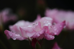 雨間に①