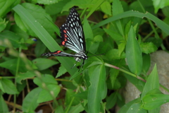 特定外来生物