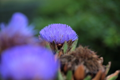 紫色の綺麗な花
