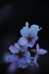 薄紫 の 花に心惹かれた