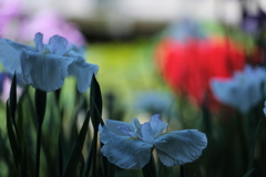 徳川園の花菖蒲①