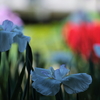 徳川園の花菖蒲①