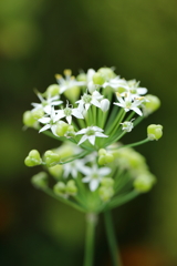 ちっちゃな花①