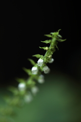 白くて小さな花