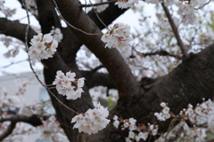 花見にはちょっと寒い②