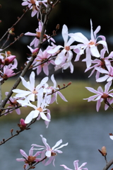 かれんな姿　花開く