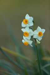 お喋りな花