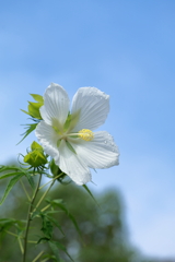 名残の空色、露華に聞く