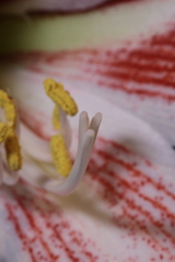 雄蕊と雌蕊