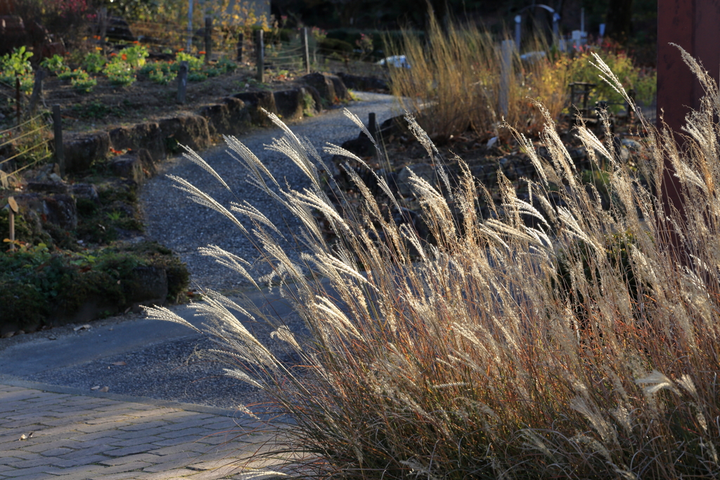 冬に誘う銀の穂道