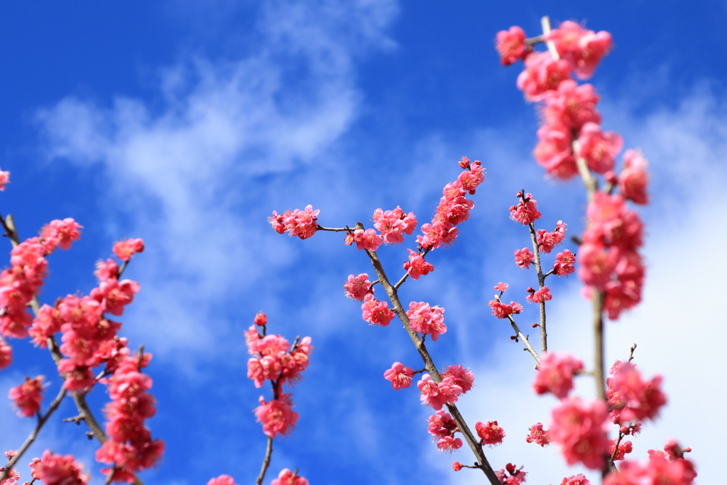 冬の青い空②