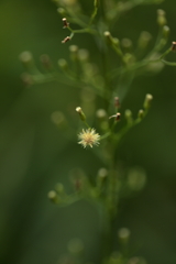 ちっちゃな花②