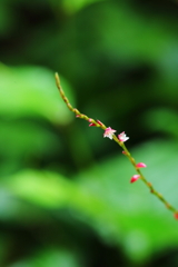 ちっちゃな花に夢中