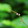 ちっちゃな花に夢中