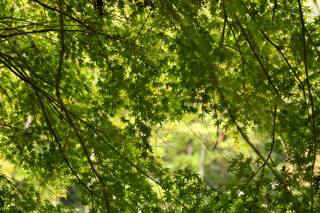 青もみじのカーテン