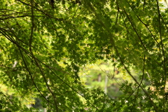 青もみじのカーテン