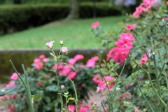雨上がりの薔薇①