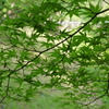 青もみじ散歩①