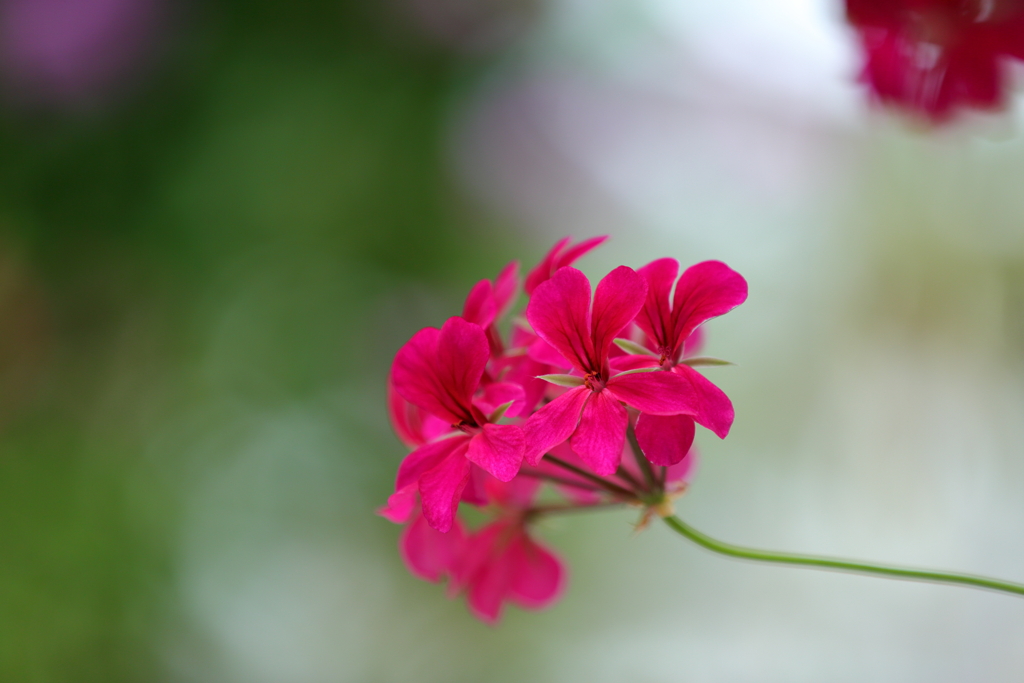 紅色の美しい花をお見せしたくて。