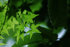 なぜ緑なのに青って言うの？