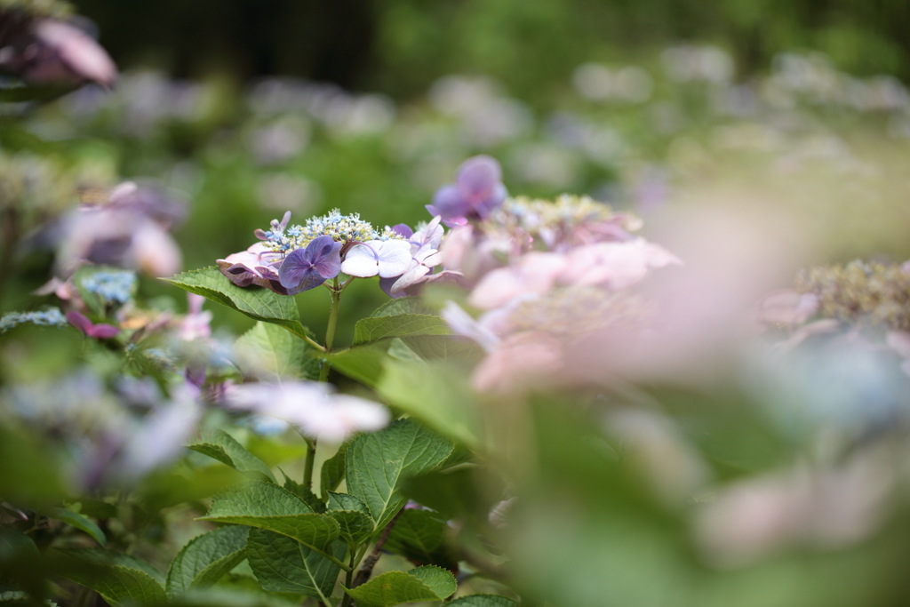 紫陽花の妖精がバンザイしてます。