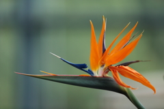 Bird of Paradise