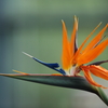Bird of Paradise