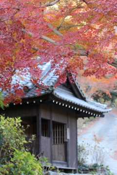 もみじ寺　普門寺④