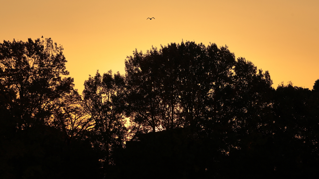 茜空を翔けるシルエット