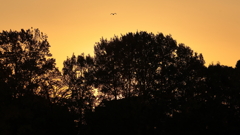 茜空を翔けるシルエット