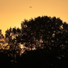 茜空を翔けるシルエット