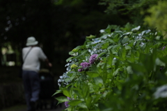 ベビーカーを押す母親