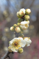 梅は咲いたか桜はまだかいな②