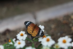 花壇に遊ぶ
