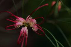 水引みたいな花見つけた