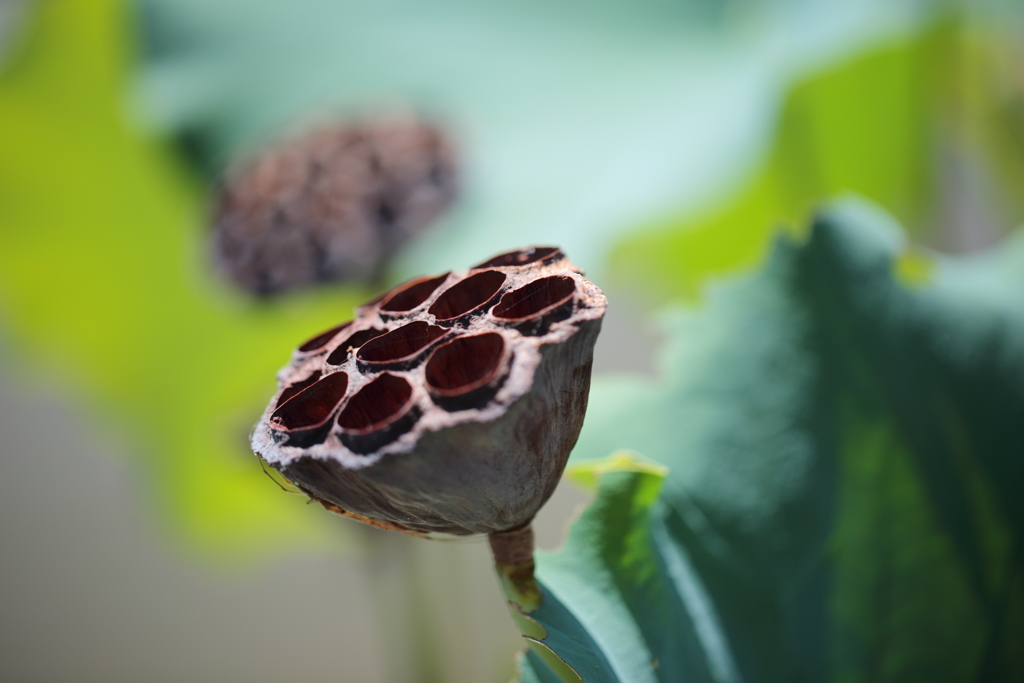 蜂の巣