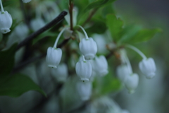 繊細さ