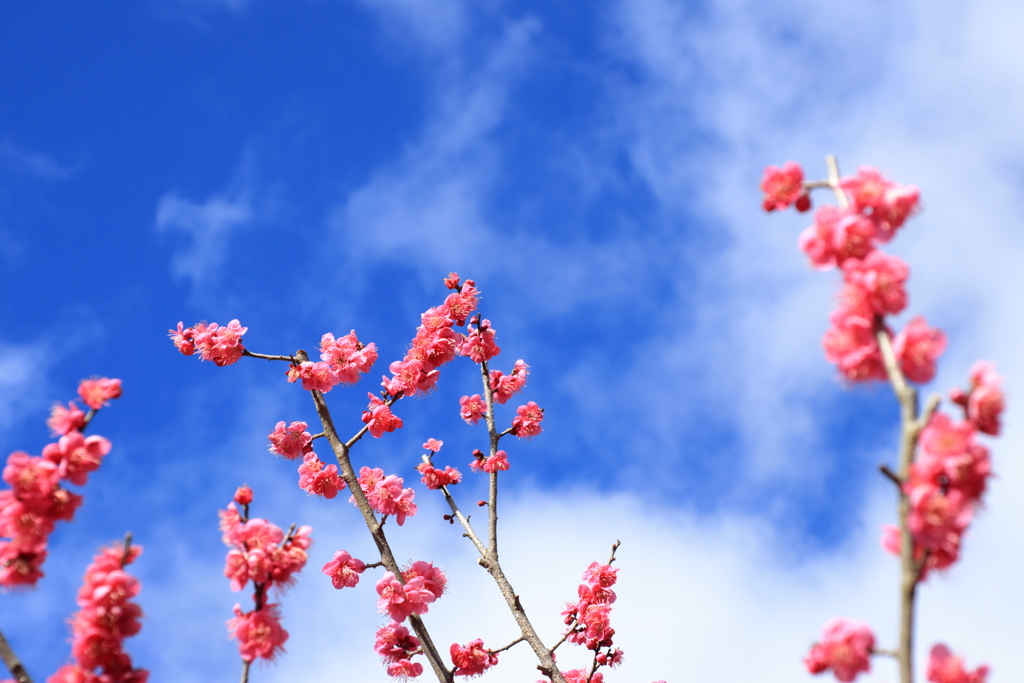 冬の青い空①