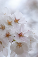 花見にはちょっと寒い①