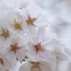 花見にはちょっと寒い①