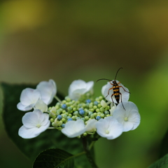 紫陽花にあそぶ