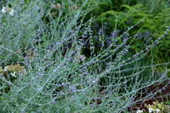 美しい青紫色の花を貴姉へ