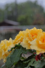 雨々ふれふれ もっとふれ①