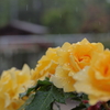 雨々ふれふれ もっとふれ①