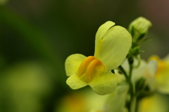 Spring Yellow①