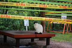 大雨から避難する野良猫①