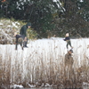 初雪を楽しむ